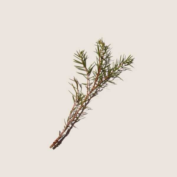 Camomille, Rosemary and Juniper Body Oil 150ml Alqvimia